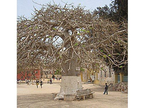 Baobab
